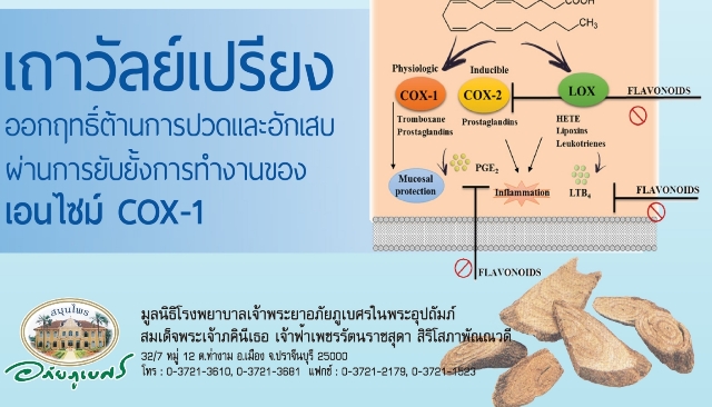 "เถาวัลย์เปรียง" สมุนไพรแก้เมื่อย ผ่านวิจัยทั้งไทย ตปท.มีที่มาน่าสนใจ