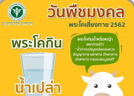 พระโคทายน้ำบริบูรณ์ นักวิทยาศาสตร์ จุฬา เตือนอย่าประมาท เอลนีโญ ปีนี้แล้งแน่นอน