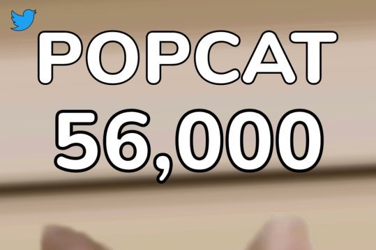 POPCAT เกมแมว popcat ที่กำลังฮอต popcat คือ อะไร popcat click คือ อะไร popcat เล่นยังไง อันดับของไทยล่าสุด ขึ้นอันดับหนึ่ง